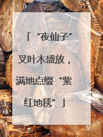 “夜仙子”叉叶木盛放，满地点缀“紫红地毯”