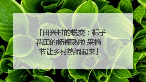 田兴村的蜕变：栀子花田的杨梅熟啦 采摘节让乡村热闹起来