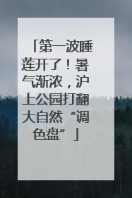 第一波睡莲开了！暑气渐浓，沪上公园打翻大自然“调色盘”