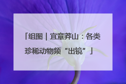 组图｜宜章莽山：各类珍稀动物频“出镜”