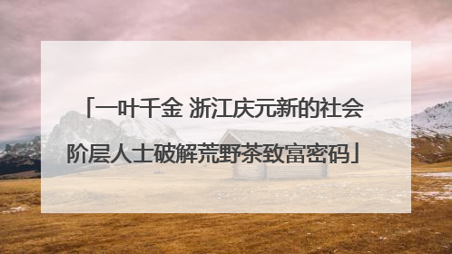一叶千金 浙江庆元新的社会阶层人士破解荒野茶致富密码