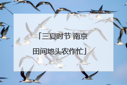 三夏时节 南京田间地头农作忙