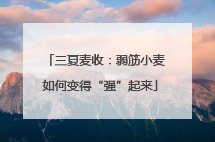 三夏麦收：弱筋小麦如何变得“强”起来