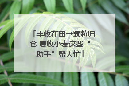 丰收在田→颗粒归仓 夏收小麦这些“助手”帮大忙