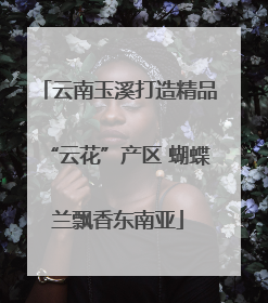 云南玉溪打造精品“云花”产区 蝴蝶兰飘香东南亚