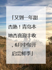 又到一年甜杏熟！青岛本地杏喜迎丰收，6月中旬开启尝鲜季