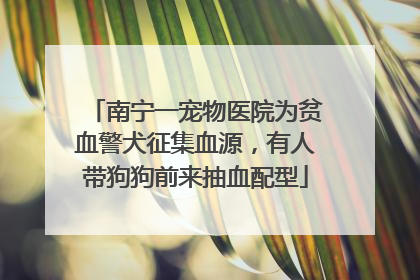 南宁一宠物医院为贫血警犬征集血源，有人带狗狗前来抽血配型