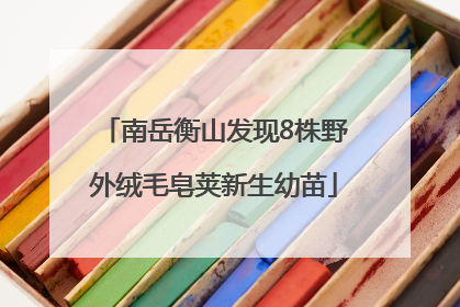 南岳衡山发现8株野外绒毛皂荚新生幼苗