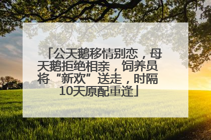 公天鹅移情别恋，母天鹅拒绝相亲，饲养员将“新欢”送走，时隔10天原配重逢