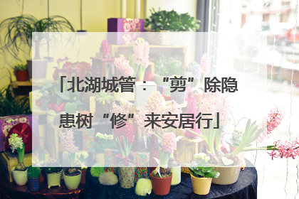 北湖城管：“剪”除隐患树“修”来安居行