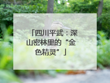 四川平武：深山密林里的“金色精灵”