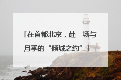 在首都北京，赴一场与月季的“倾城之约”