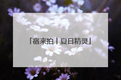 宿来拍丨夏日精灵