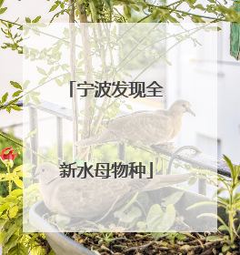 宁波发现全新水母物种
