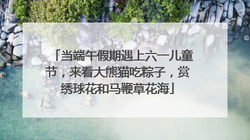 当端午假期遇上六一儿童节，来看大熊猫吃粽子，赏绣球花和马鞭草花海