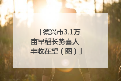 德兴市3.1万亩早稻长势喜人 丰收在望（图）