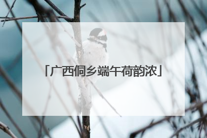 广西侗乡端午荷韵浓