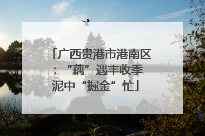 广西贵港市港南区：“藕”遇丰收季 泥中“掘金”忙