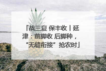 战三夏 保丰收丨延津：前脚收 后脚种，“无缝衔接”抢农时