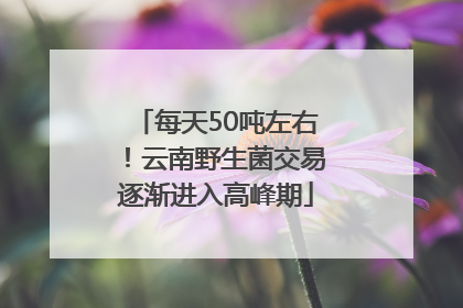 每天50吨左右！云南野生菌交易逐渐进入高峰期
