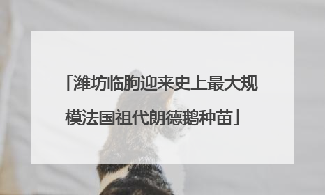 潍坊临朐迎来史上最大规模法国祖代朗德鹅种苗