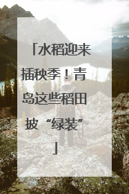 水稻迎来插秧季！青岛这些稻田披“绿装”