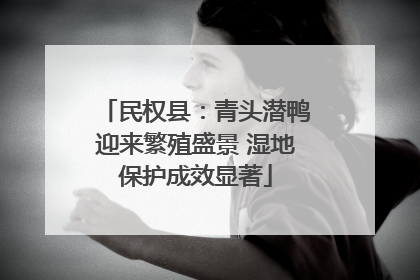 民权县：青头潜鸭迎来繁殖盛景 湿地保护成效显著