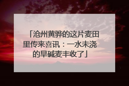 沧州黄骅的这片麦田里传来喜讯：一水未浇的旱碱麦丰收了