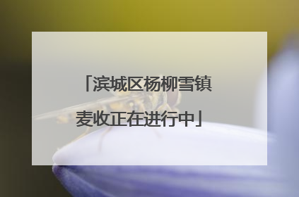 滨城区杨柳雪镇麦收正在进行中