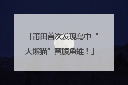 莆田首次发现鸟中“大熊猫”黄腹角雉！
