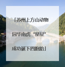 苏州上方山动物园华南虎“星星”成功诞下四胞胎