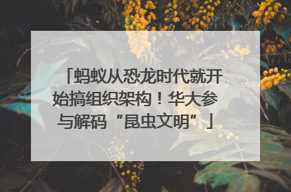 蚂蚁从恐龙时代就开始搞组织架构！华大参与解码“昆虫文明”