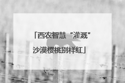西农智慧“灌溉” 沙漠樱桃别样红