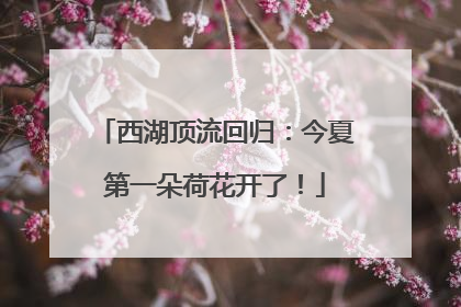 西湖顶流回归：今夏第一朵荷花开了！