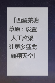 西藏羌塘草原：设置人工鹰架 让更多猛禽翱翔天空