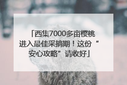 西集7000多亩樱桃进入最佳采摘期！这份“安心攻略”请收好