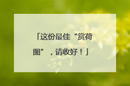 这份最佳“赏荷图”，请收好！