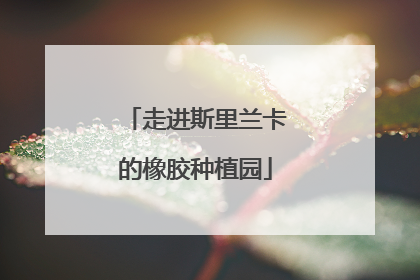 走进斯里兰卡的橡胶种植园