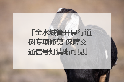 金水城管开展行道树专项修剪 保障交通信号灯清晰可见