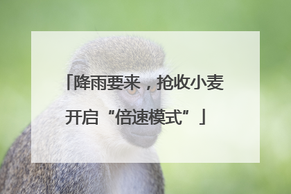 降雨要来，抢收小麦开启“倍速模式”