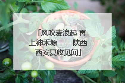 风吹麦浪起 再上神禾塬——陕西西安夏收见闻