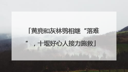 黄麂和灰林鸮相继“落难”，十堰好心人接力施救