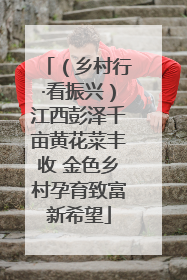 （乡村行·看振兴）江西彭泽千亩黄花菜丰收 金色乡村孕育致富新希望