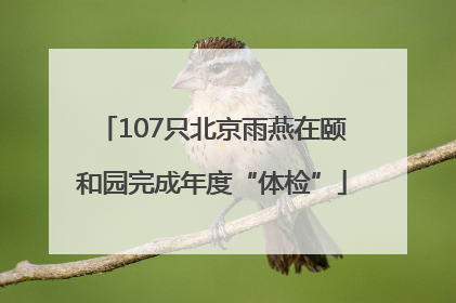 107只北京雨燕在颐和园完成年度“体检”