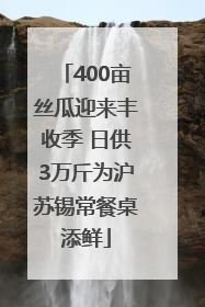 400亩丝瓜迎来丰收季 日供3万斤为沪苏锡常餐桌添鲜