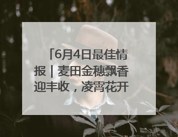6月4日最佳情报｜麦田金穗飘香迎丰收，凌霄花开娇艳多姿！恭喜